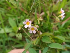 Oxalis barrelieri