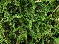 Selaginella helvetica