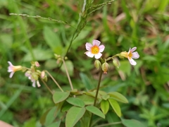 Oxalis barrelieri
