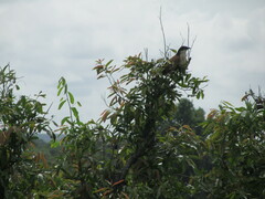 Centropus superciliosus burchellii