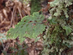 Hymenophyllum scabrum