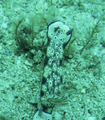 Hypselodoris tryoni
