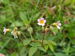 Oxalis barrelieri