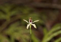 Caladenia atradenia