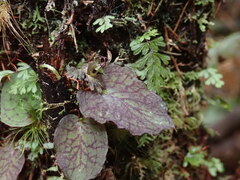 Corybas