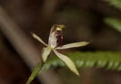 Caladenia atradenia