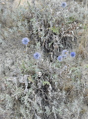 Echinops ritro ruthenicus