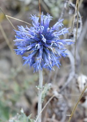 Echinops ritro ruthenicus