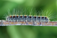 Eriogaster lanestris