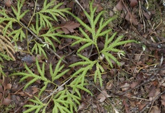 Caladenia atradenia