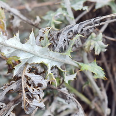 Echinops ritro ruthenicus