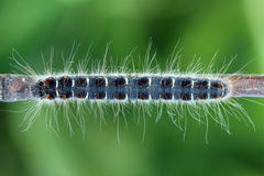 Eriogaster lanestris