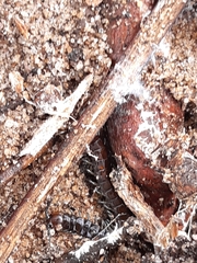 Cormocephalus esulcatus