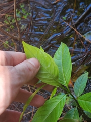Cephalanthus occidentalis