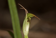 Pterostylis