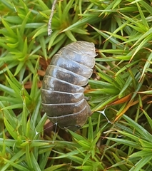 Armadillidium vulgare