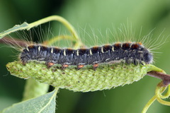 Eriogaster lanestris