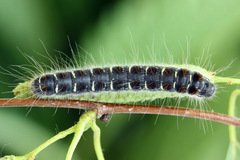 Eriogaster lanestris