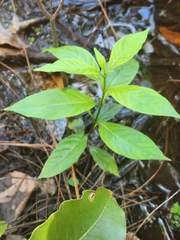 Cephalanthus occidentalis