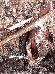 Cormocephalus esulcatus