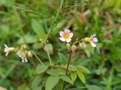 Oxalis barrelieri
