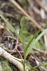 Pterostylis