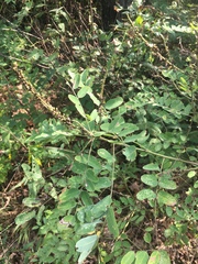 Amorpha ouachitensis