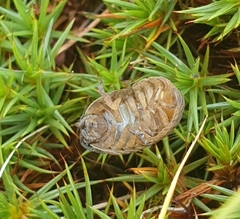 Armadillidium vulgare