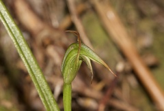 Pterostylis