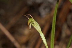 Pterostylis