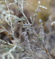 Artemisia lercheana