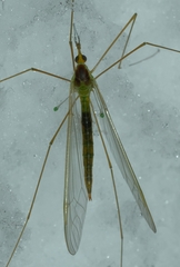 Leptotarsus