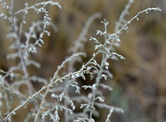 Artemisia lercheana