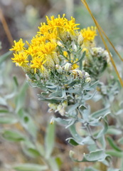 Galatella villosa