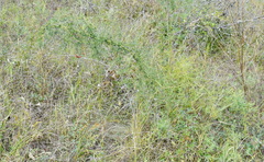 Asparagus verticillatus