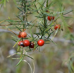 Asparagus verticillatus