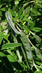 Chamaecytisus