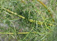Asparagus verticillatus
