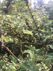 Amorpha ouachitensis