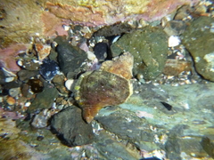 Ranella australasia