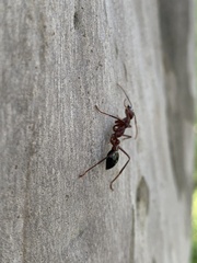 Myrmecia forficata