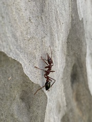 Myrmecia forficata