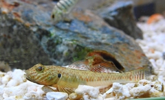 Rhinogobius similis