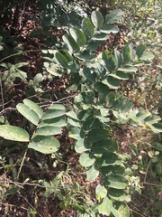 Amorpha ouachitensis