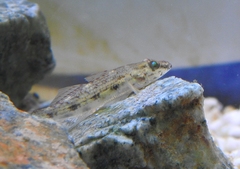 Glossogobius