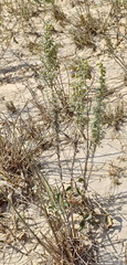 Artemisia pontica