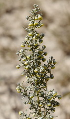 Artemisia pontica