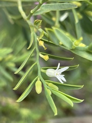 Olax stricta