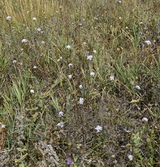 Cephalaria transsylvanica