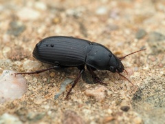Zabrus tenebrioides